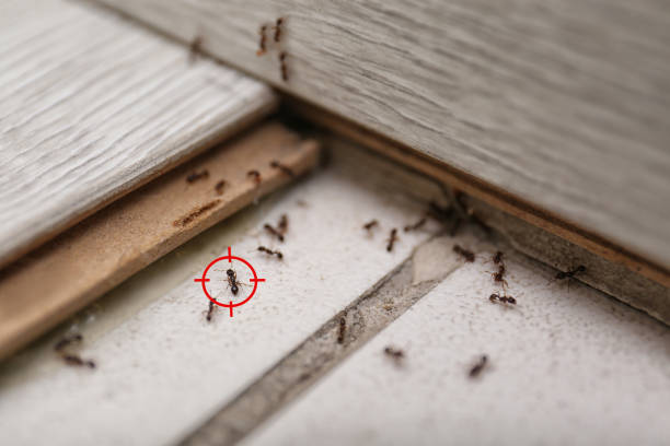 Best Pest Control Treatment  in Rugby, ND