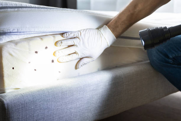 Best Pest Control for Homes  in Rugby, ND