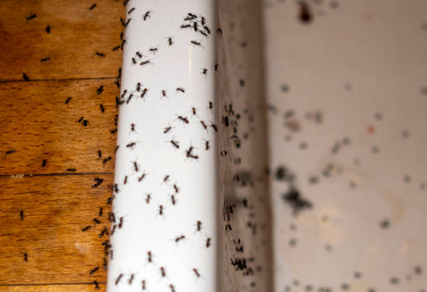 Flea Control Services in Rugby, ND